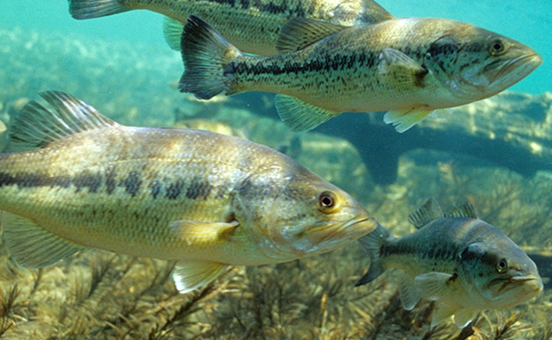 Lake Guntersville Bass Fishing Regulations and Responsible Fish Handling