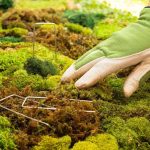 Mossy Garden Paths - Improve Grip and Remove Growth
