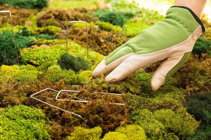Mossy Garden Paths - Improve Grip and Remove Growth